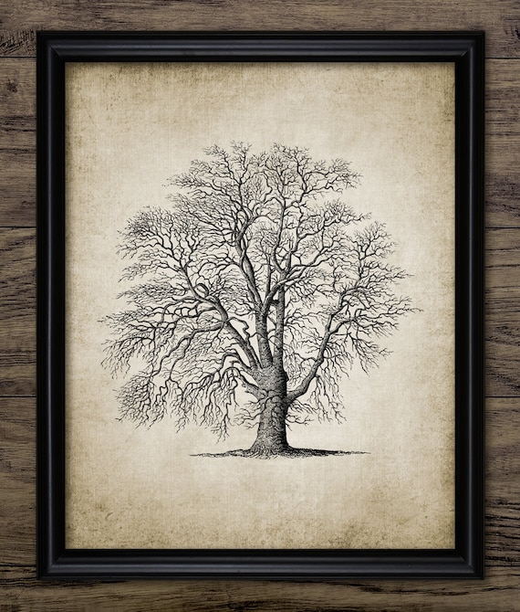 MAFENT Family Tree Wall Decal Quote- Family Like Branches India | Ubuy