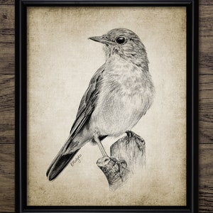 Nachtegaal-potloodtekening, afdrukbare nachtegaalvogel, nachtegaal, nachtegaal, nachtegaal muurkunst #3519 INSTANT DOWNLOAD