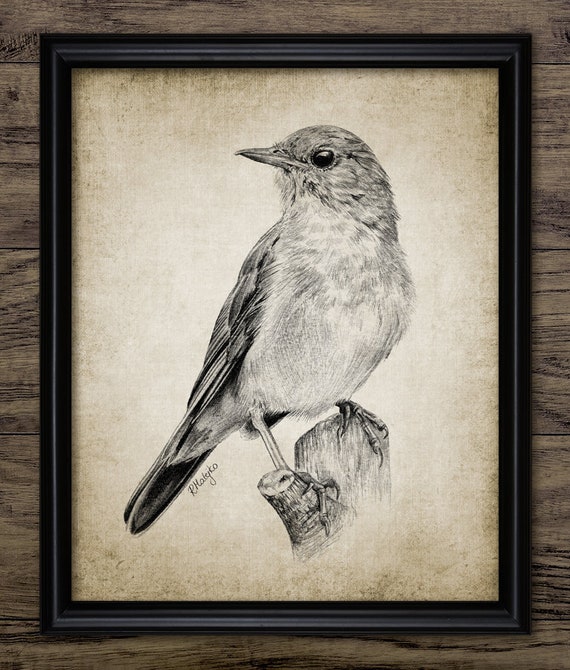 Buy Nightingale Pencil Drawing Printable Nightingale Bird Common