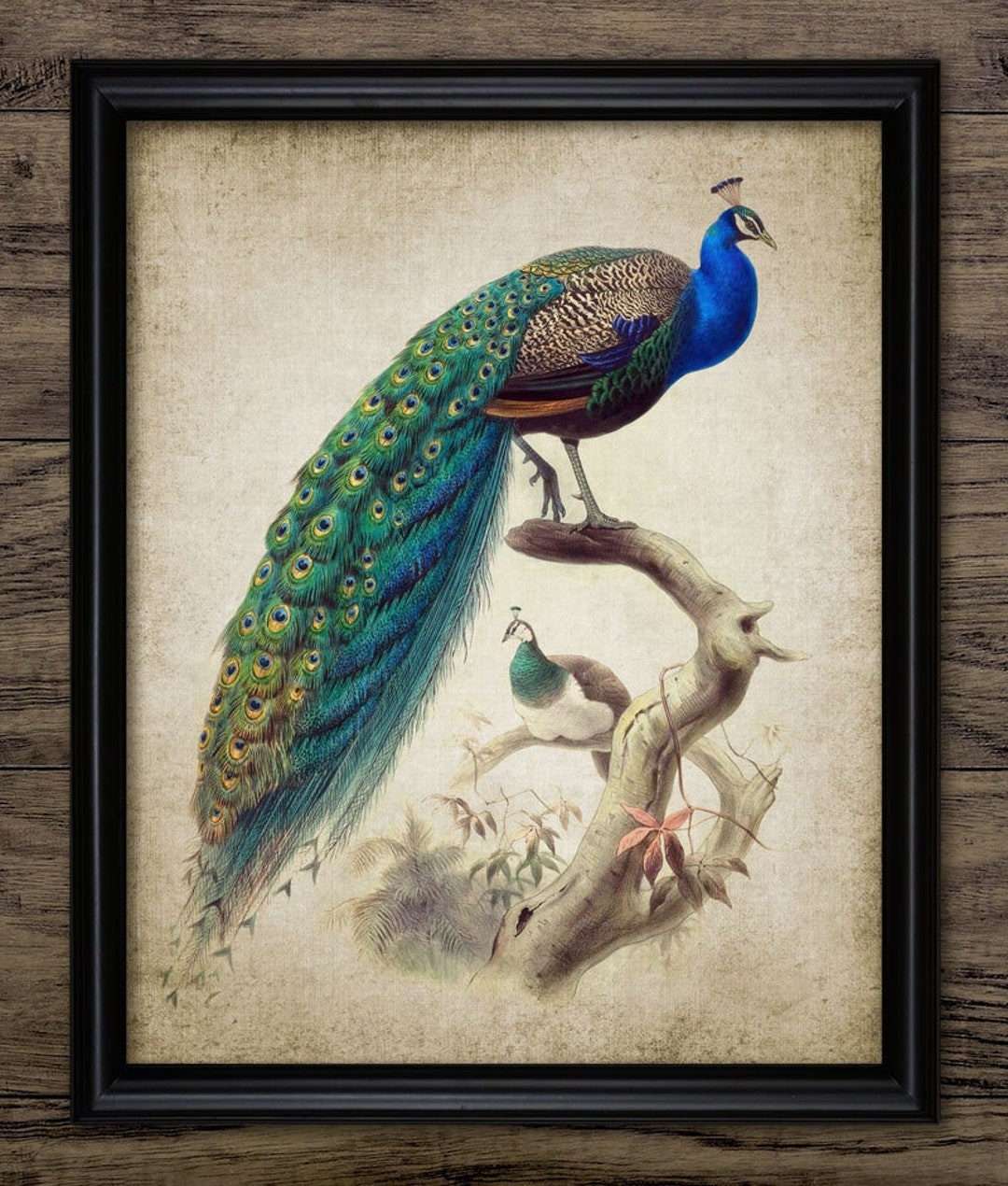 Peacock Wall Art, Printable Peacock, Peacock Bird Art, Vintage Peacock ...