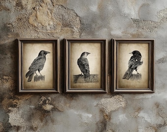 Corvid Birds Wall Art Set Of 3, Raven Magpie Crow Jackdaw Prints, Rustic Crow Art, Vintage Bird Decor