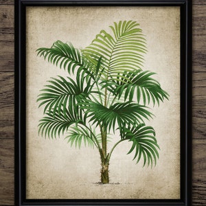 Palm Tree Wall Art, Printable Tropical Art, Beach House, Palm Beach Vacation, Vintage Botanical, Botany, Tropics #816 INSTANT DOWNLOAD