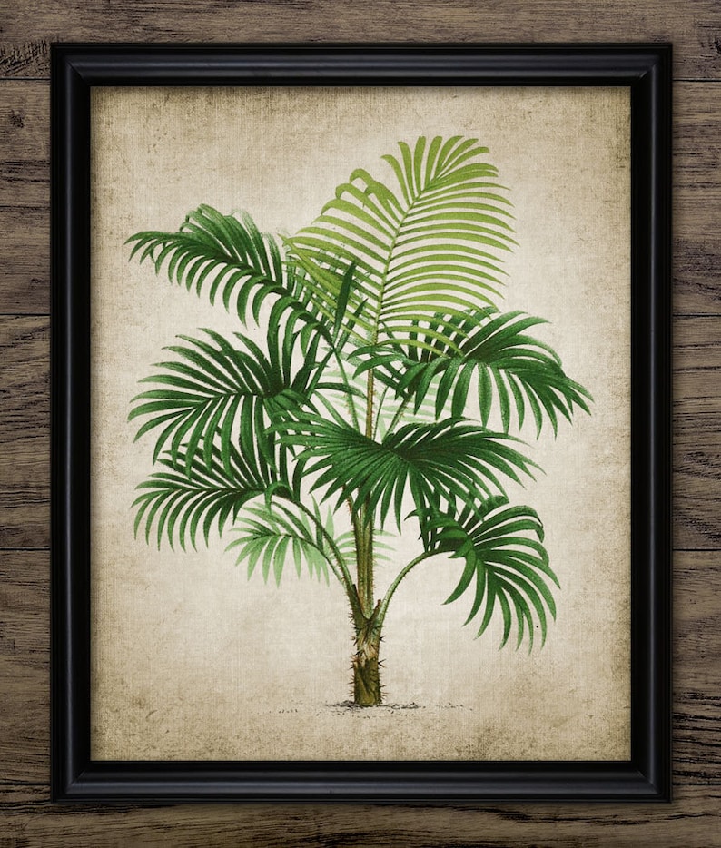 May include: A vintage botanical illustration of a palm tree with green leaves on a beige background. The image is framed in black.