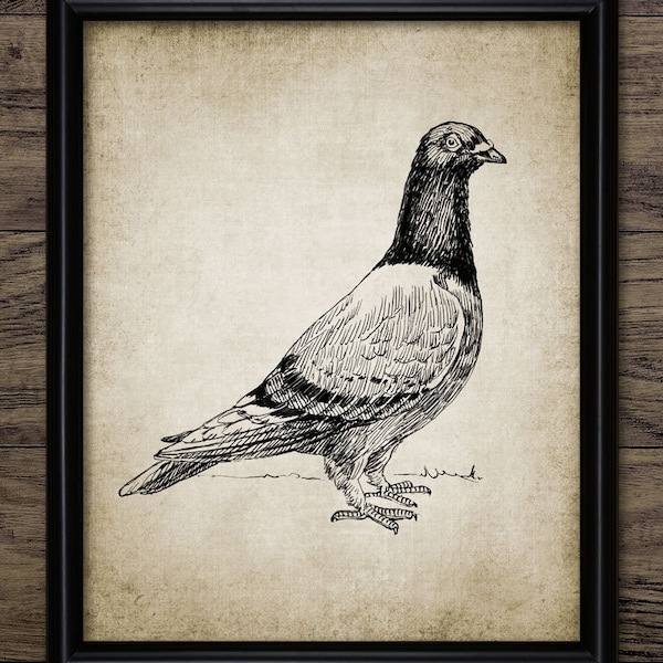 Racing Pigeon Bird Wall Art, Vintage Digital Print, Printable Homing Pigeon, Rustic Instant, Pigeon Fancier Gift Idea #559 INSTANT DOWNLOAD