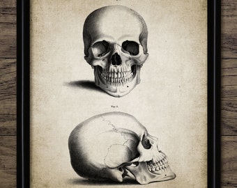 Skull Wall Art, Printable Human Anatomy, Medical Health Care, Physician, Human Biology, Morphology, Anatomy Doctor #365 INSTANT DOWNLOAD
