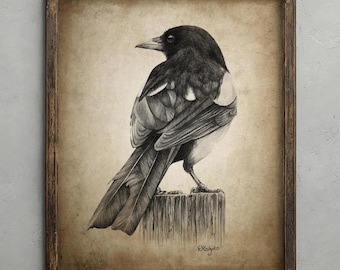 Magpie Pencil Drawing, Corvid Decor, Crow Wall Art, Maggie Bird Sketch