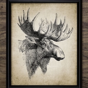 Vintage Moose Wall Art, Printable Moose, European Elk, Moose Antlers, Big Game Hunting  #951 INSTANT DOWNLOAD