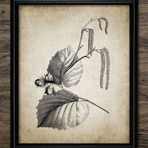 Hazelnut Tree Wall Art, Printable Hazelnut, Fruit Tree, Antique Botanical Art, Hazelnuts, Corylus Avellana #249 INSTANT DOWNLOAD