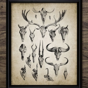 Deer Antler Wall Art, Printable Deer, Deer Skull, Skeleton, Stag, Buck Deer Antler, Deer Hunting, Deer Hunter #404 INSTANT DOWNLOAD