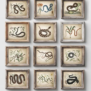 May include: A collection of twelve rectangular wall frames with weathered wood finishes, each containing a vintage-style botanical illustration of a snake intertwined with various plants and flowers on a beige, aged-paper background.