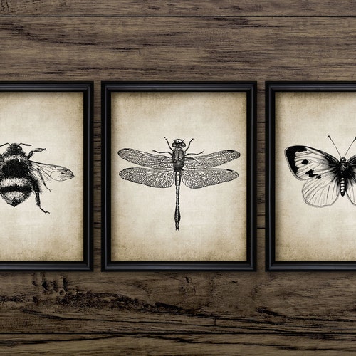 Insect Art Print Set of 3 Dragonfly Butterfly Bumble Bee - Etsy