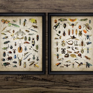 Insect Wall Art Set van 2, afdrukbare insecten, entomologie, student biologie, dier, insectenwetenschap, natuurbehoud #698 INSTANT DOWNLOAD