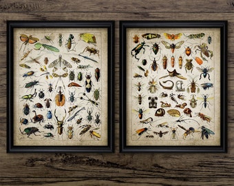 Insect Wall Art Set Of 2, Printable Insects, Entomology, Biology Student, Animal, Insect Science, Nature Conservation #698 INSTANT DOWNLOAD