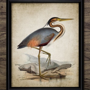 Vintage Heron Wall Art, Printable Heron Bird, Heron Living Room Art, Fishing Bird, Freshwater Bird Art #3823 INSTANT DOWNLOAD