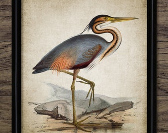 Vintage Heron Wall Art, Printable Heron Bird, Heron Living Room Art, Fishing Bird, Freshwater Bird Art #3823 INSTANT DOWNLOAD