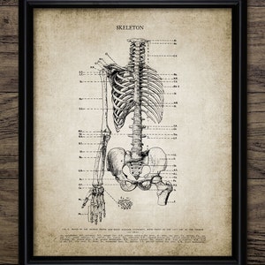 Skeleton Wall Art, Printable Human Anatomy, Medical Health Care, Physician, Human Biology, Morphology, Anatomy Doctor #352 INSTANT DOWNLOAD