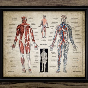 Human Anatomy Print - French Language Human Muscles And Circulation Illustration - Printable Art - Single Print #695 - INSTANT DOWNLOAD
