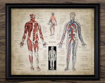 Human Anatomy Print - French Language Human Muscles And Circulation Illustration - Printable Art - Single Print #695 - INSTANT DOWNLOAD