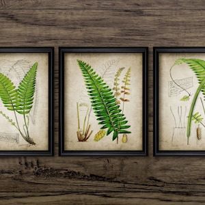Vintage Fern Wall Art Set of 3, Printable Fern Plant, Vintage Botanical Art, Forest Art, Woodland #180 INSTANT DOWNLOAD