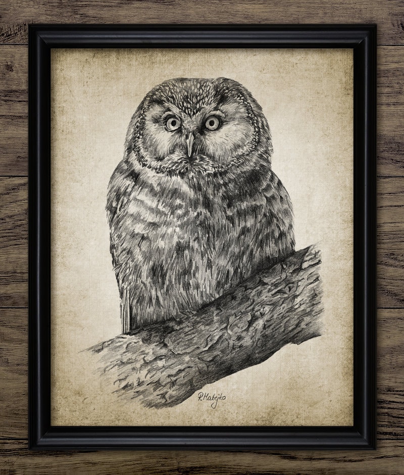 Owl Pencil Drawing, Printable Owl Drawing, Owl Bird Decor, Owl Print, Raptor, Owl On Branch, Cute Ow