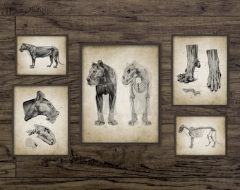 Cat Anatomy Set Of 5, Printable Anatomy, Veterinary Student, Animal Vet Anatomy Art, Veterinary Medicine Practice #3969 INSTANT DOWNLOAD