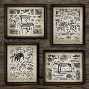 Paleontology Wall Art Set Of 4, Printable Fossil, Extinct Mammal Dinosaur Mammoth Poster, Natural History Wall Art #3573 INSTANT DOWNLOAD