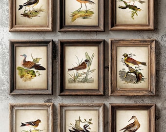 Vintage Birds Print Set of 9, Antique Bird Decor, Rustic Cottagecore Illustrations, Chabby Chic Wildlife Art