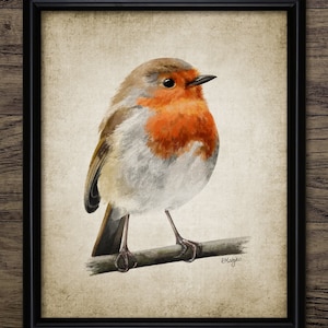 Robin Watercolour Painting, Printable European Robin, British Garden Bird, Robin Redbreast, Instant Bird Print #3885 INSTANT DOWNLOAD