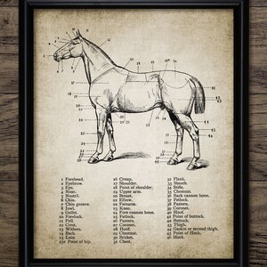 Horse Anatomy Wall Art, Printable Horse Art, Equestrian Art, Equine Veterinarian Gift Idea, Horse Riding, Horse Racing #680 INSTANT DOWNLOAD