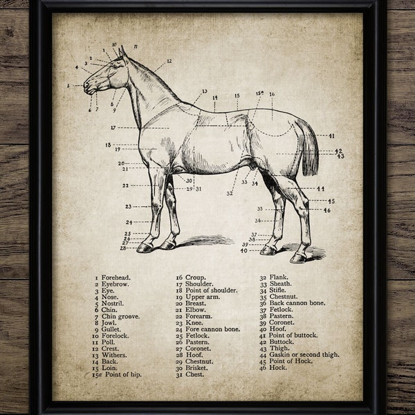 Equine Decor Etsy