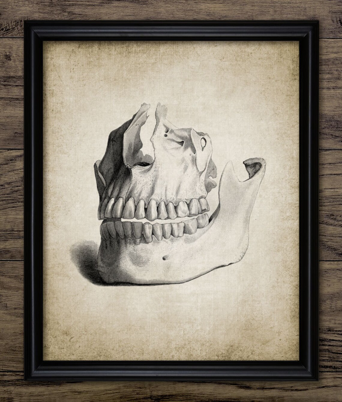 Teeth Artoc Teeth Anatomy Wall Art, Printable Dentistry, Human Biology, Oral ...