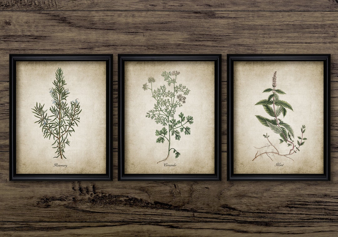 Herb Wall Art Set of 3 Printable Herbs Coriander Rosemary - Etsy