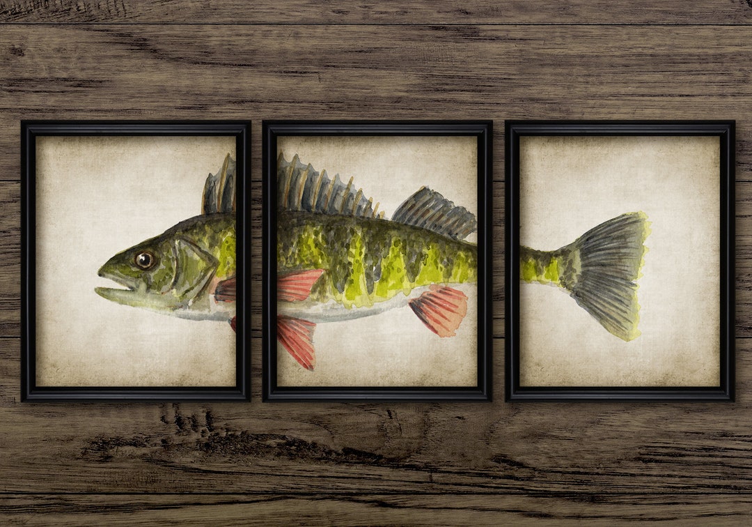 Perch Fish Watercolor Painting Set of 3 Printable Yellow - Etsy