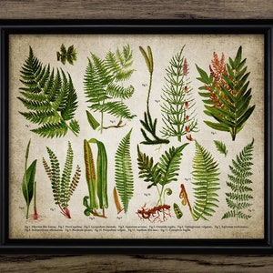 Fern Art Print, Printable Fern Art, Green Fern, Living Room Decor, Vintage Botanical Fern Plant, Woodland, Forest #3785 INSTANT DOWNLOAD