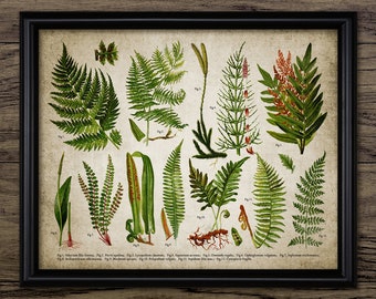 Fern Art Print, Printable Fern Art, Green Fern, Living Room Decor, Vintage Botanical Fern Plant, Woodland, Forest #3785 INSTANT DOWNLOAD