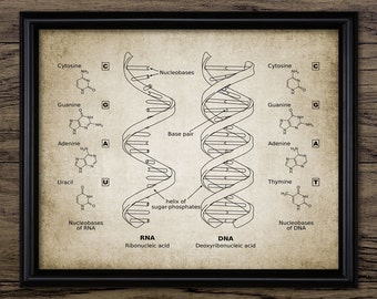 DNA Wall Art, Printable Deoxyribonucleic Acid, RNA Double Helix, Genetic Code, Genetic Biology, Geneticist, Science #623 Instant Download