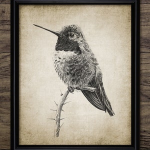 Kolibri Bleistiftzeichnung, Kolibri Zeichnung, druckbare Kolibri, Vogel Dekor, Kolibri Wand Kunst #3935 SOFORTIGER DOWNLOAD