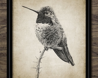 Hummingbird Pencil Drawing, Hummingbird Drawing, Printable Hummingbird, Bird Decor, Hummingbird Wall Art #3935 INSTANT DOWNLOAD