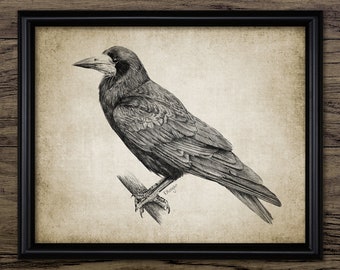 May include: A black and white pencil drawing of a crow perched on a branch. The crow is facing to the right and has its wings spread out. The drawing is on a textured, off-white background.