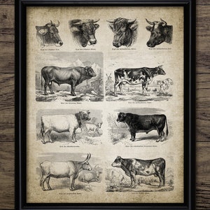 Antique Cow Breeds Print, Beef Cattle Ranch Art, Cow Breeds, Farming Wall Art, Vintage Cow Decor, Dairy Cattle Poster #405 INSTANT DOWNLOAD