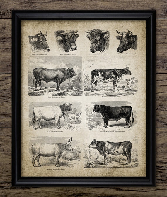 Antique Cow Breeds Print, Beef Cattle Ranch Art, Cow Breeds, Farming Wall Art, Vintage Cow Decor, Dairy Cattle Poster #3006 INSTANT DOWNLOAD