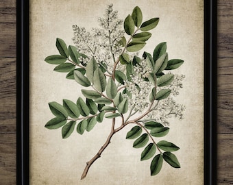 Vintage Botanical Wall Art, Printable Leaves, Forest, Woodland Living Room, Green Leaf, Plant, Tree, Botany, Biology #674 INSTANT DOWNLOAD