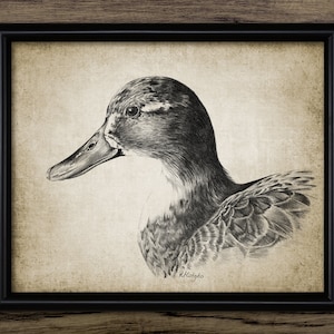 Duck Pencil Drawing, Printable Duck, Female Mallard Duck Art, Duck Bird Art, Game Bird Art, Duck Hunting Wall Art #4013 INSTANT DOWNLOAD