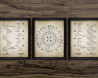 Arte mural de código genético de ADN y ARN (juego de 3), Genética, Bioquímica, Biología Molecular, Pares de bases n.° 3091, Descarga instantánea