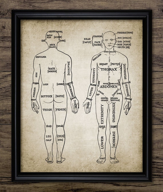 Printable Human Anatomy Charts