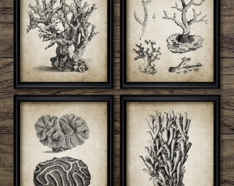 May include: Set of four black and white vintage illustrations of coral. The illustrations are framed in black frames and are displayed on a wood background.