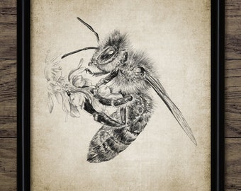 Honey Bee Pencil Drawing, Printable Honey Bee Drawing, Beekeeping Wall Art, Apiarist, Bee Yard, Apiary, Entomology #3370 INSTANT DOWNLOAD