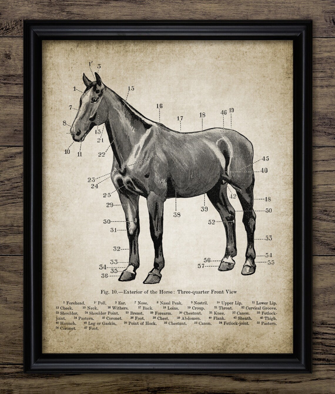 Horse Anatomy Wall Art Printable Horse Art Equestrian Art - Etsy