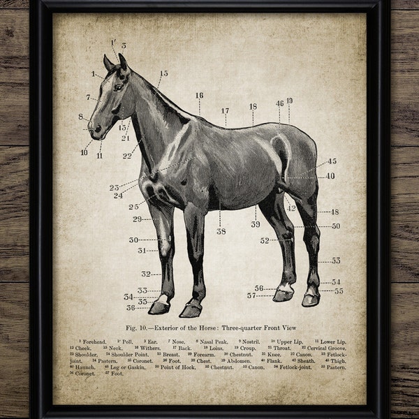 Horse Anatomy Wall Art, Printable Horse Art, Equestrian Art, Equine Veterinarian Gift Idea, Horse Riding, Horse Racing #688 INSTANT DOWNLOAD