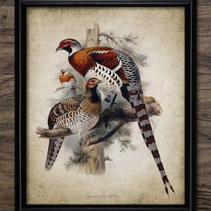Pheasant Wall Art, Vintage Digital Print, Printable Pheasant Game Bird Wall Art, Rustic Instant Bird Print #2445 INSTANT DOWNLOAD